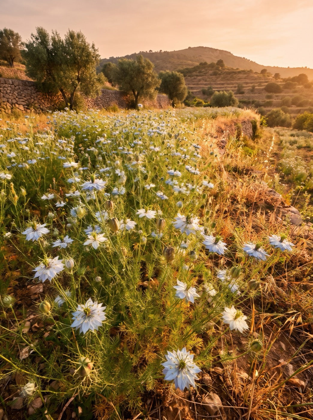 Nigella sativa flowering on a hillside at golden hour
