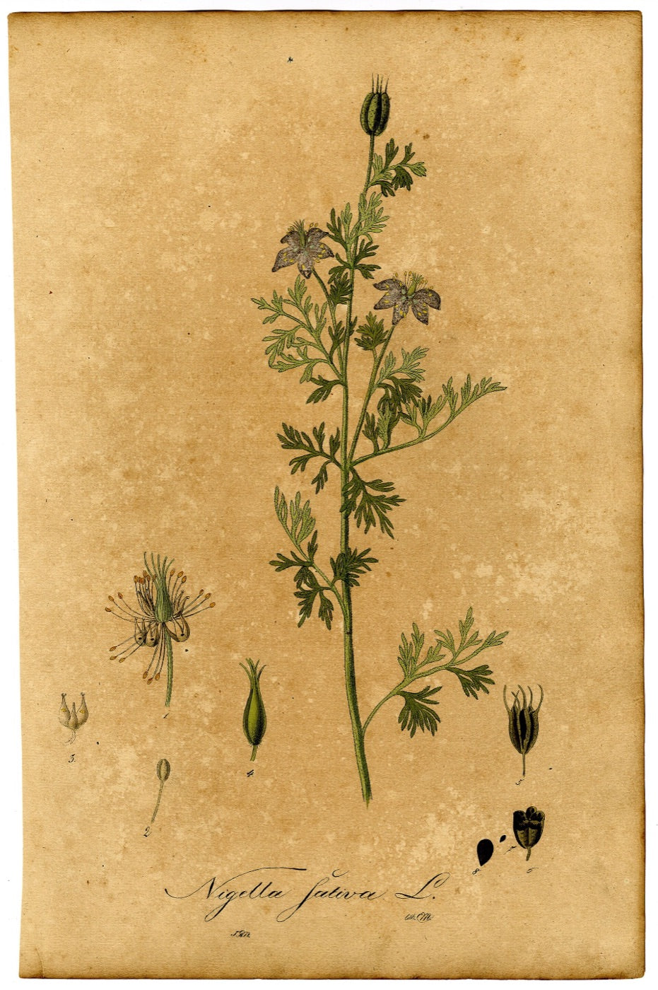 A botanical plate of Nigella sativa from 1828